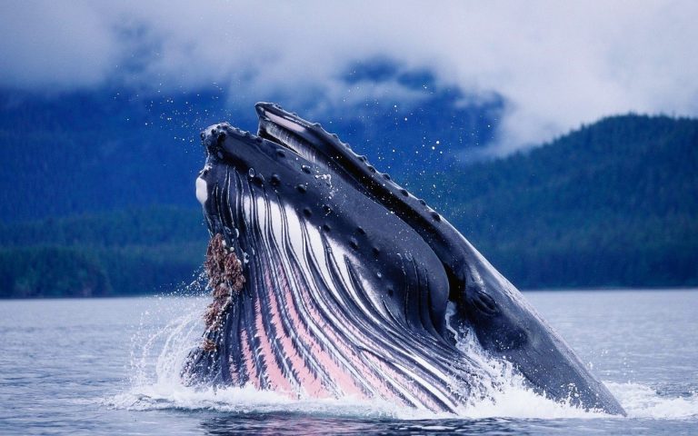 интересный-факт-о-китах-768x480.jpg