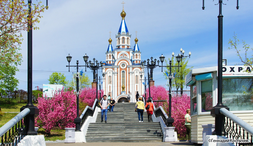 Хабаровск в цвету. ТОГУ Сакура Хабаровск. Сакура цветет Хабаровск. Цветение Сакуры в Хабаровске. ТОГУ аллея Сакуры.