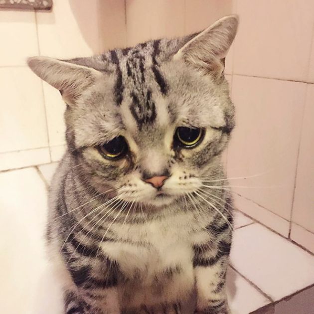 Самая грустная кошка на Земле4.jpg