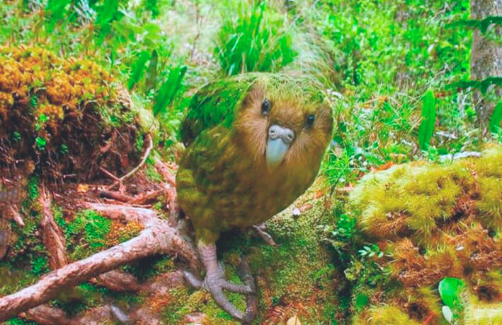 kartinka-kakapo.jpg