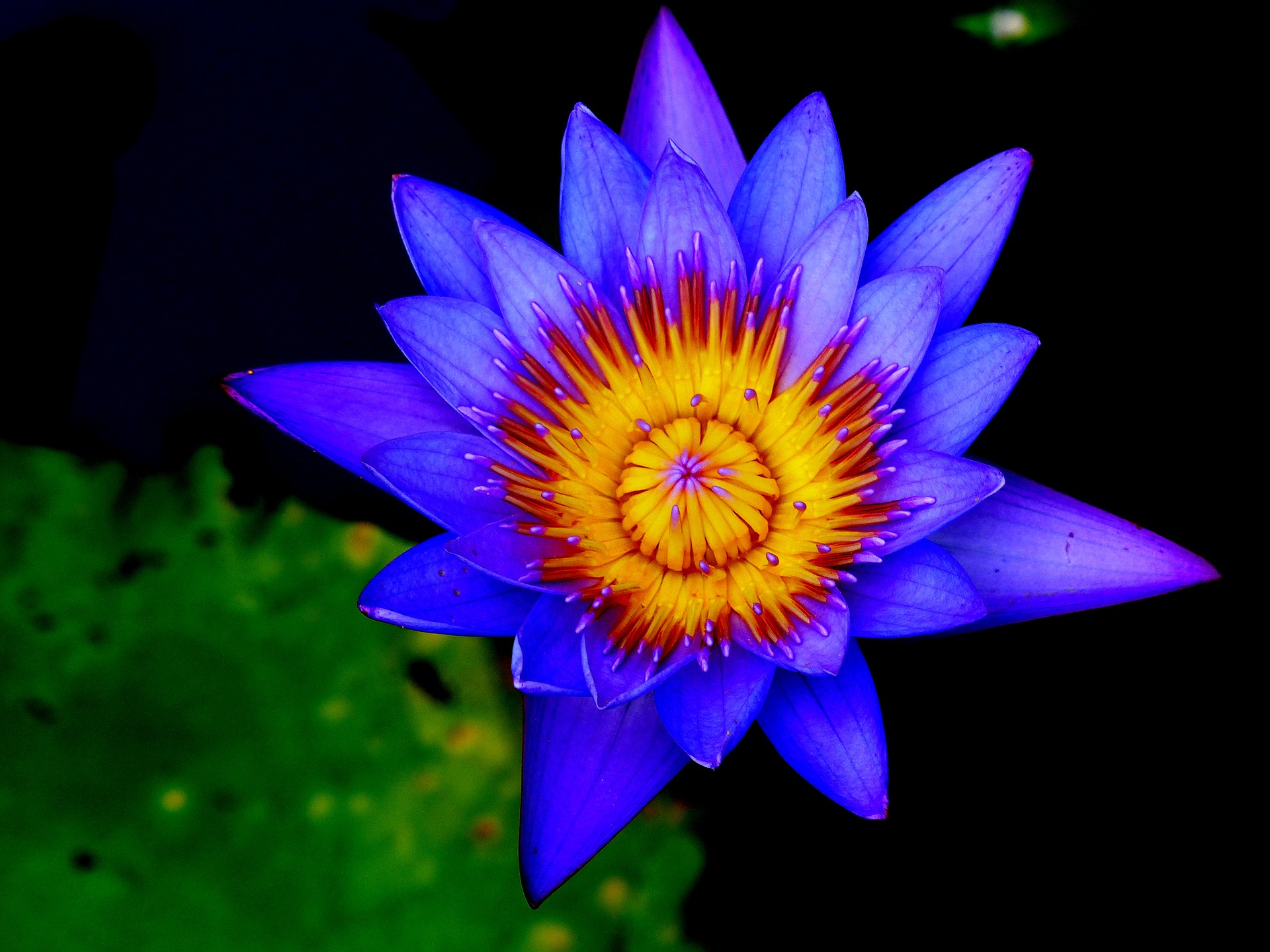 lotus-flower-1661706_1920.jpg