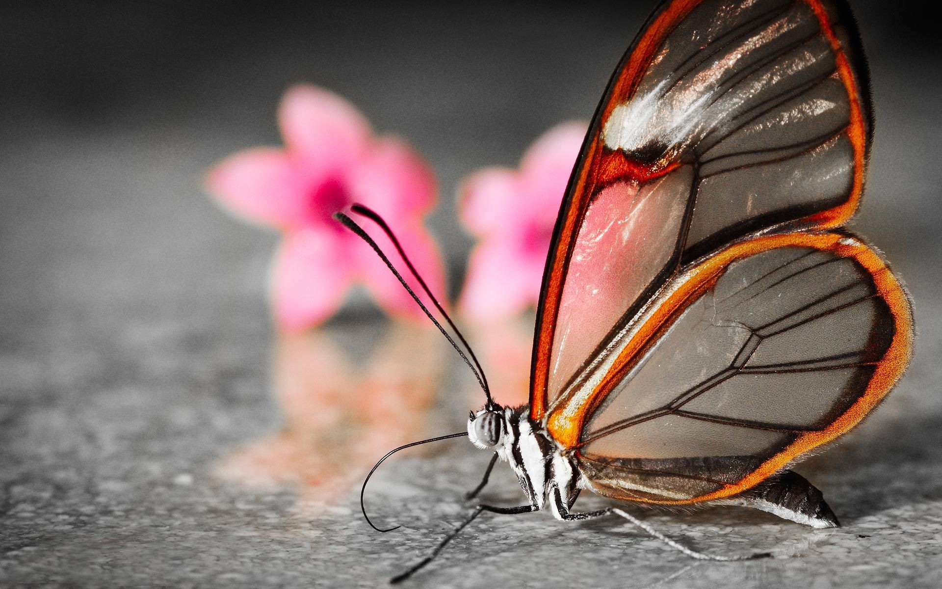 butterfly.jpeg