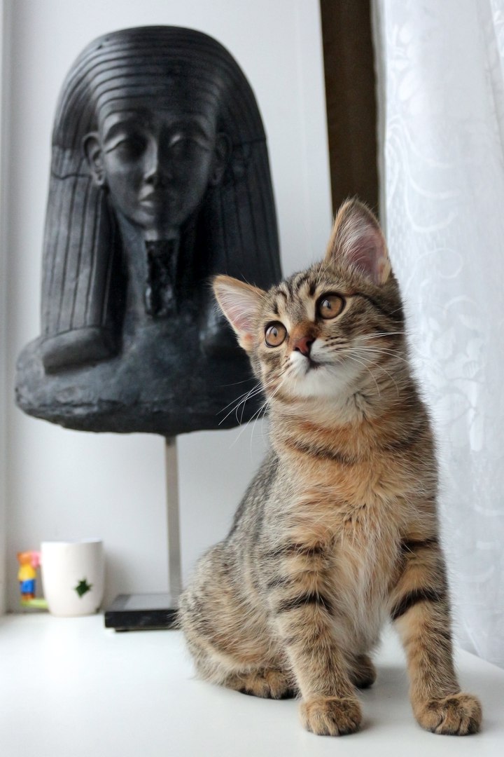 Голос кота. Кошачий голос. Кот Макс. Кот Египетская минусы. Кошачий голос кошек