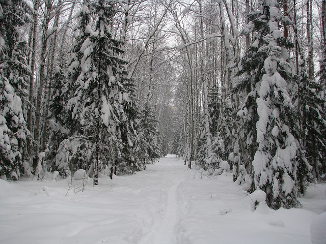 forest-trail-2687257_640.jpg