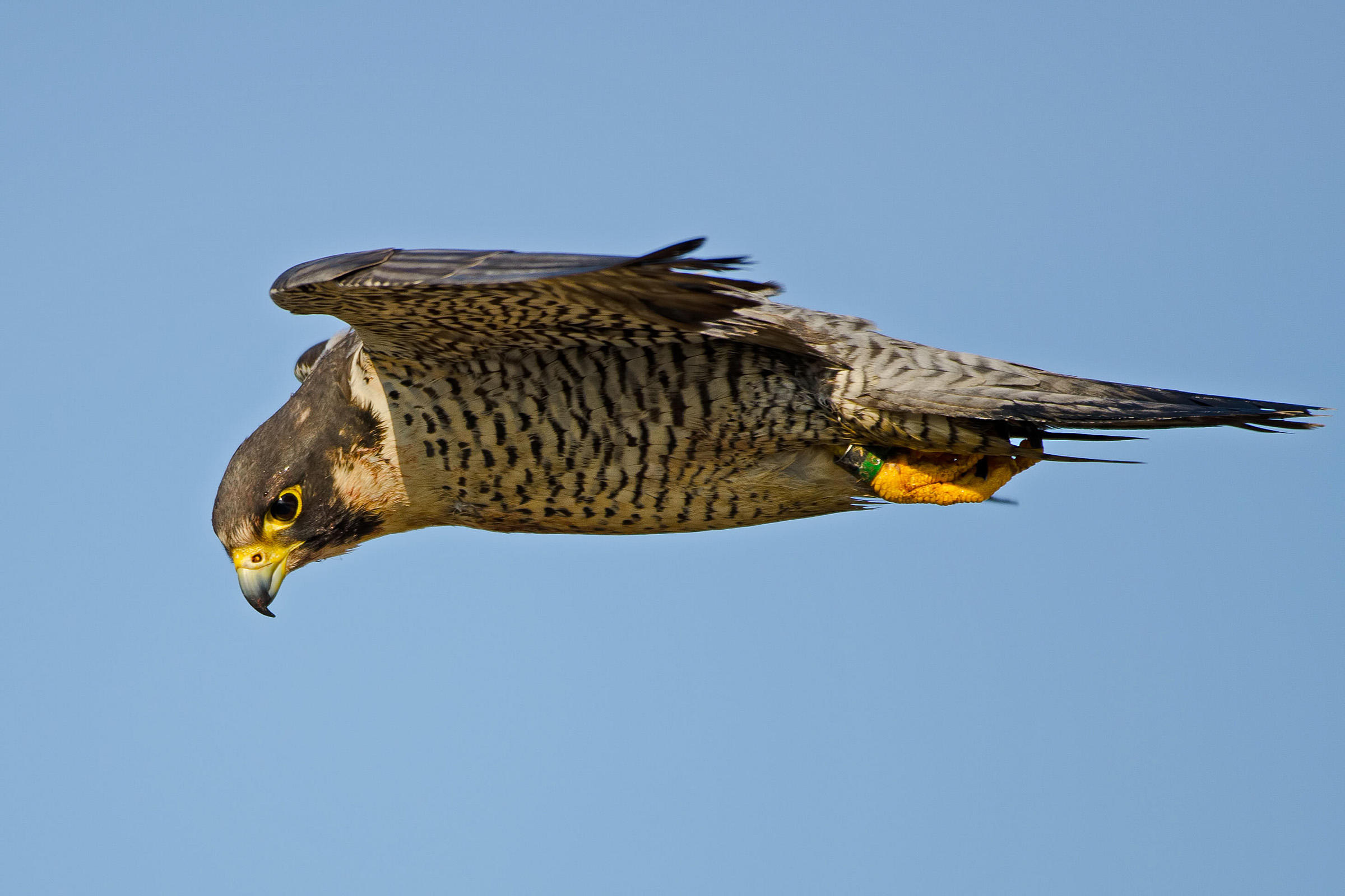 Falcon.jpg