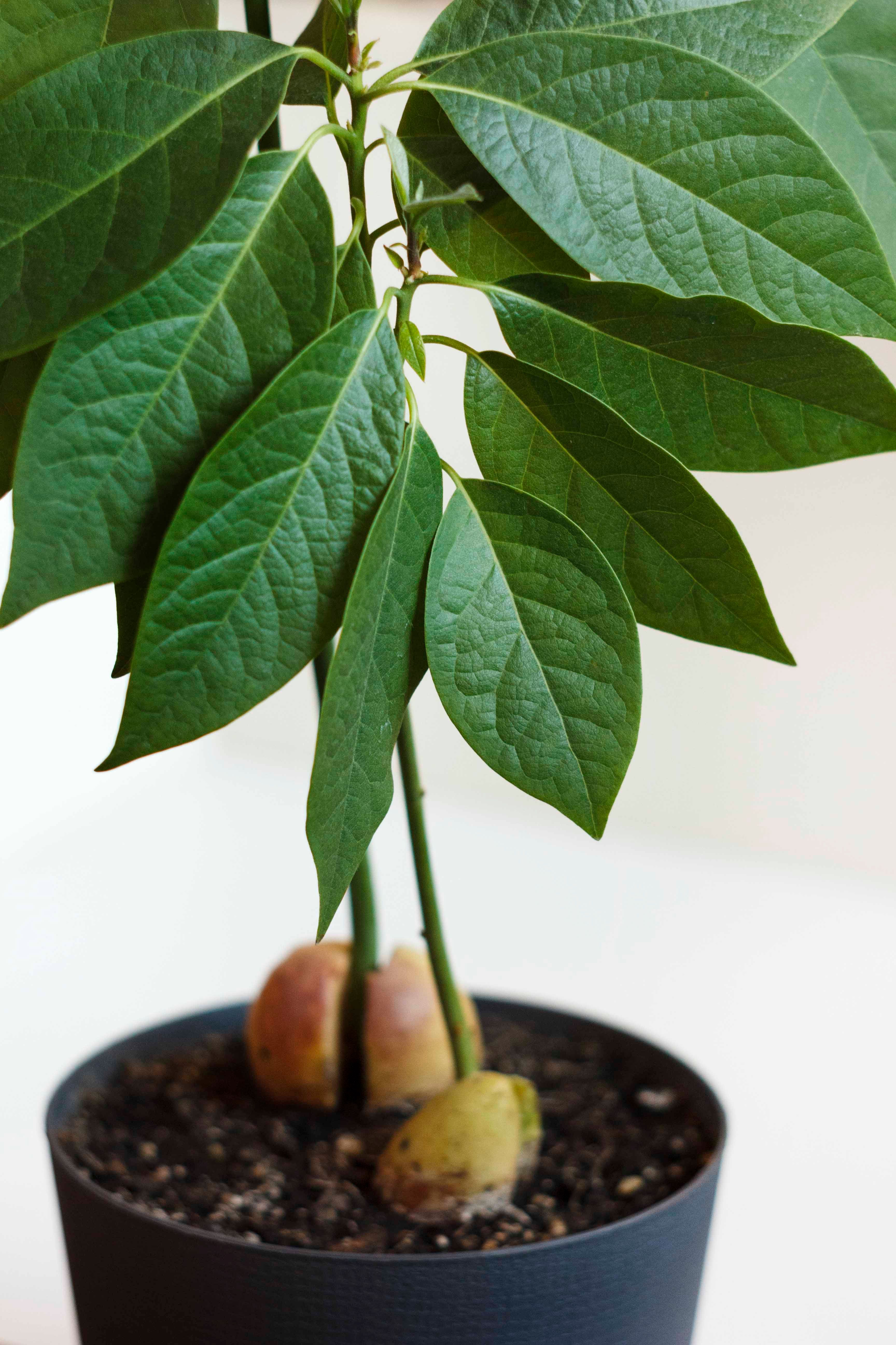 Как из авокадо вырастить дерево в домашних условиях из косточки фото