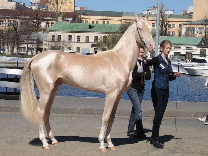 ахалтекинская лошадь.jpg