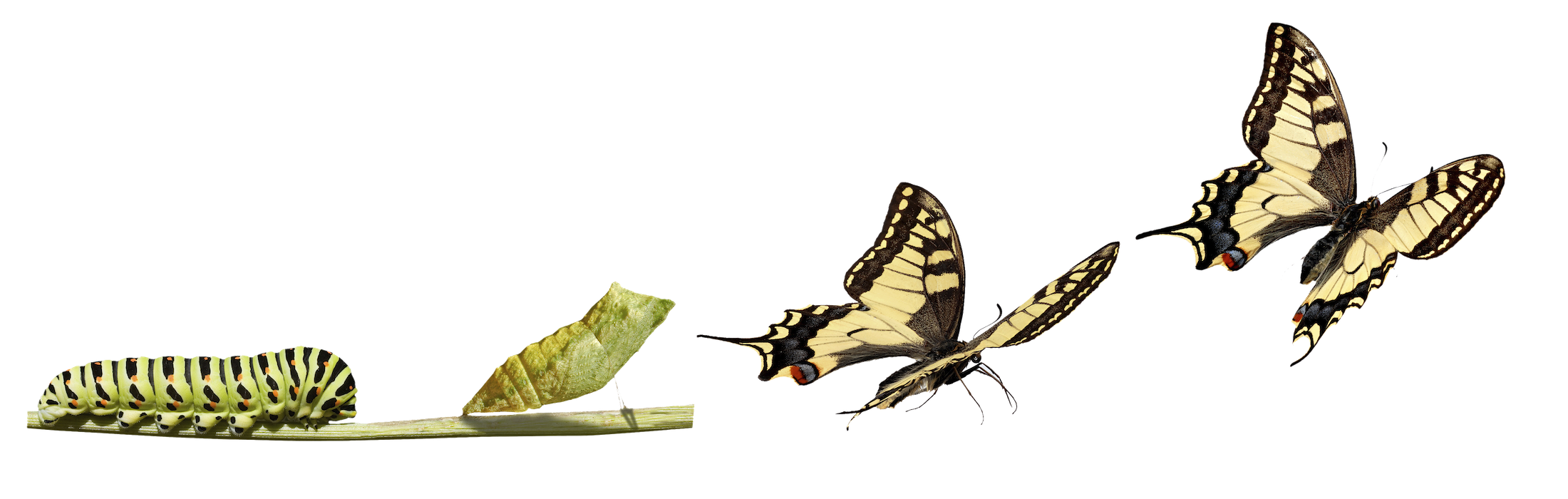 TransformationButterfly.png