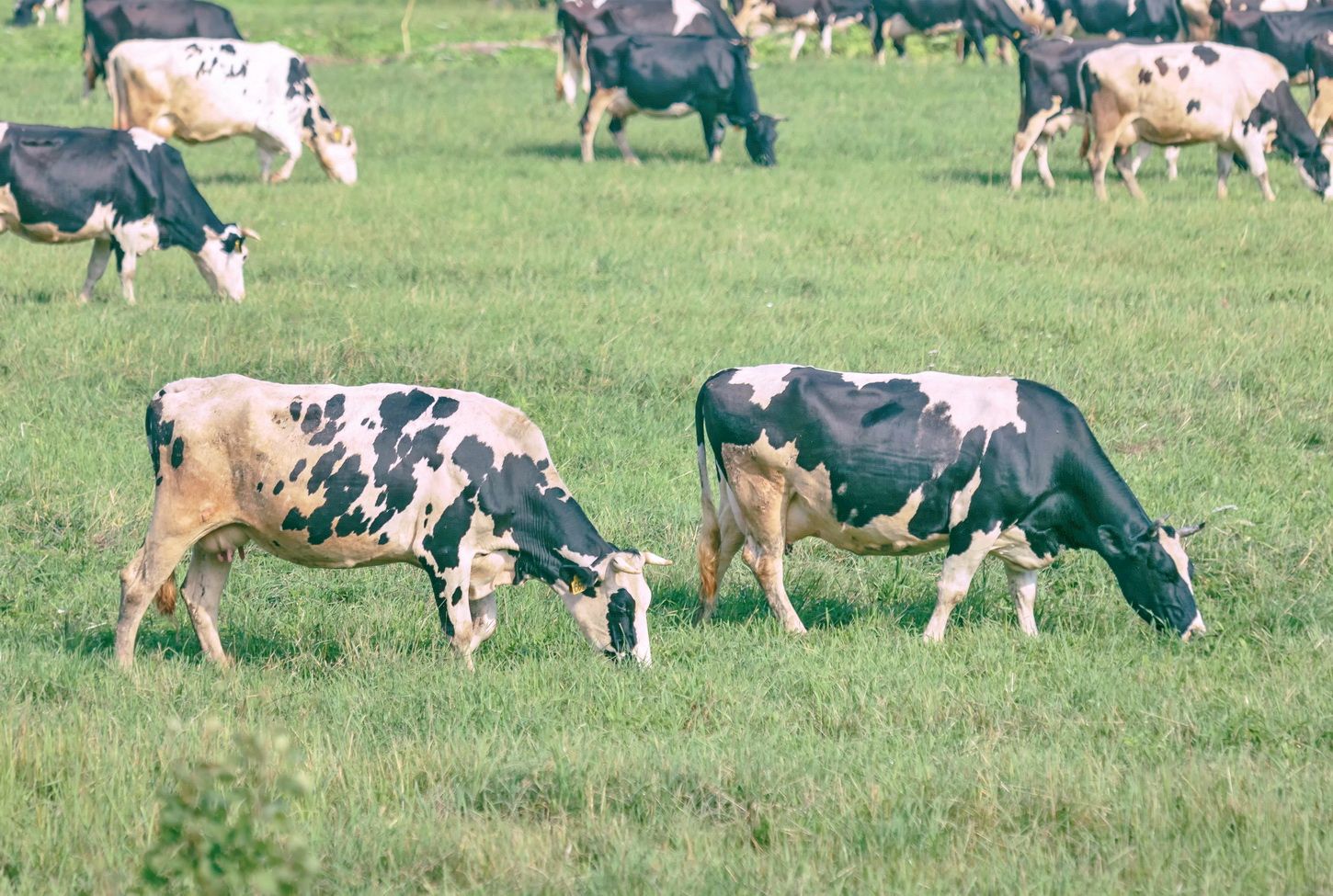 Звуки стадо коров. Мясные породы коров стадо Еравнинский район. Поле коровьи Сузун. Утро коровы Карпентьер.