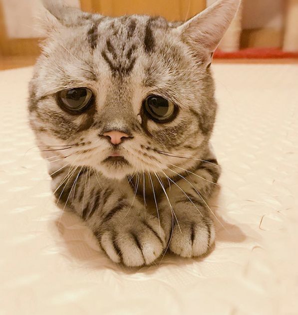 Самая грустная кошка на Земле6.jpg