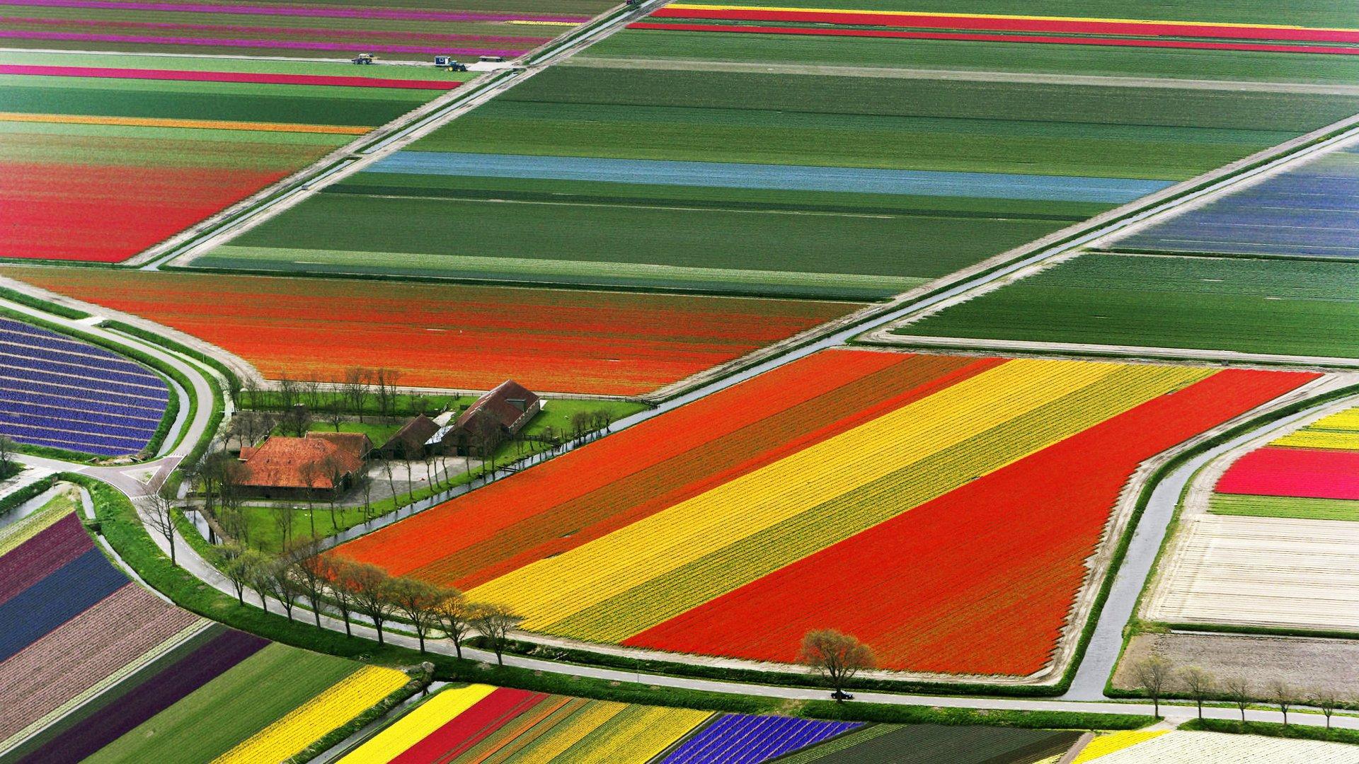 tulip-carpets.jpg
