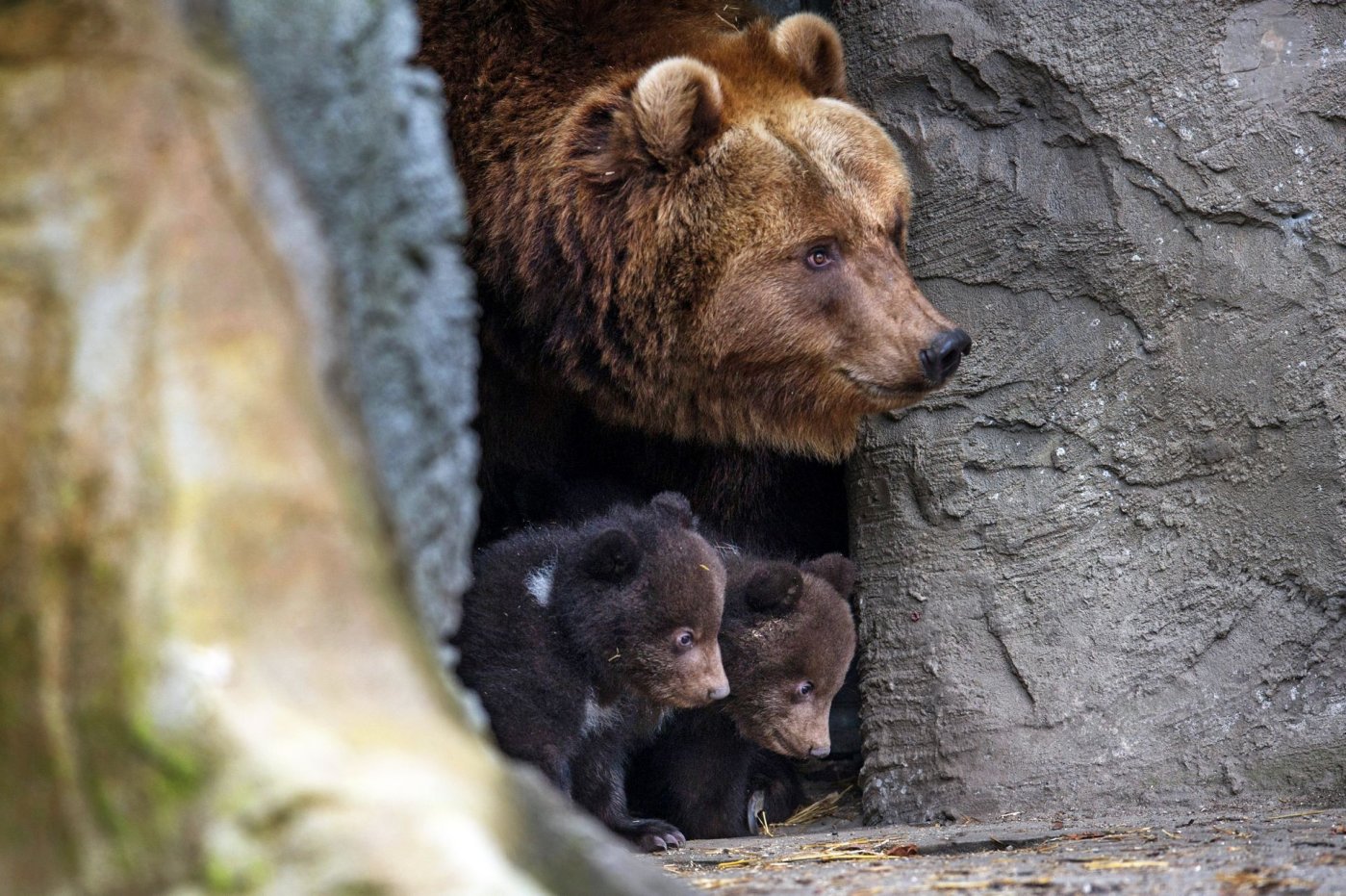 Весной рождаются самые. Московский зоопарк бурый медведь. Бурый медведь с медвежатами в берлоге. Медведица с медвежатами. Животные весной.
