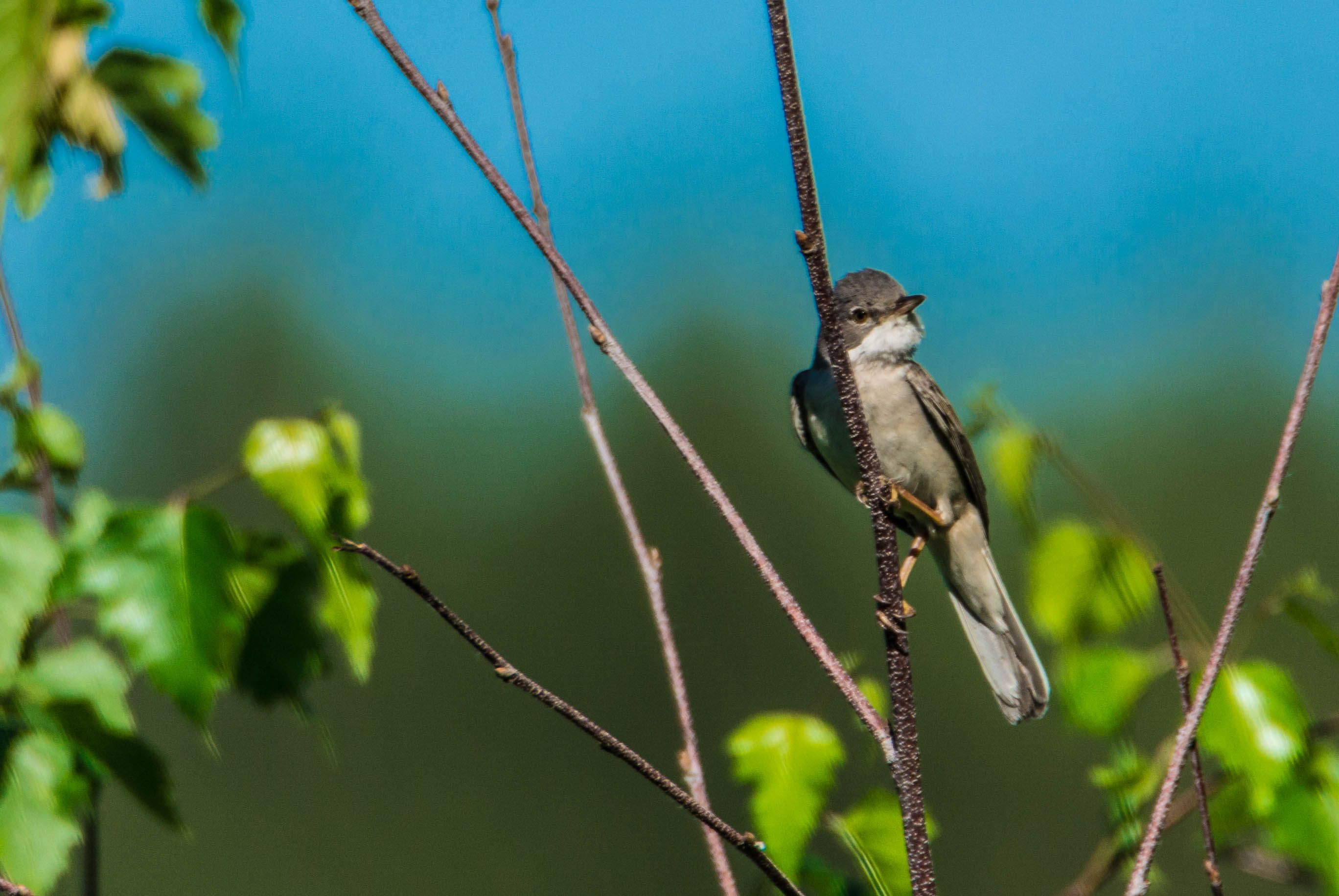 Птица 11. Forest Birds.