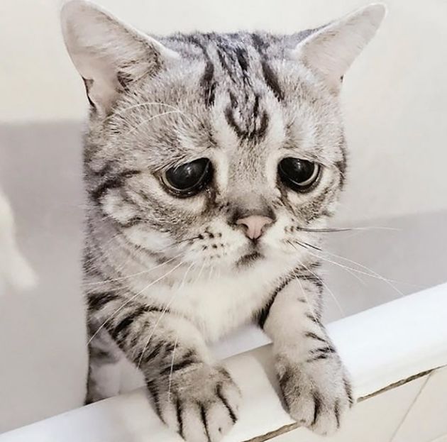 Самая грустная кошка на Земле9.jpg