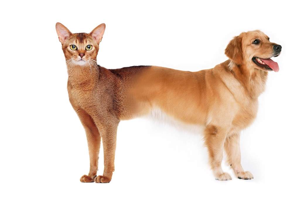 Помесь кота и собаки реальные фото