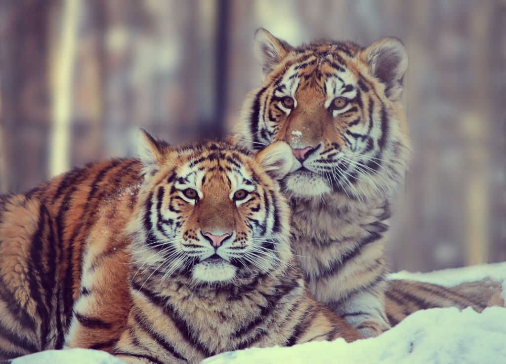 два тигрёнка.jpg