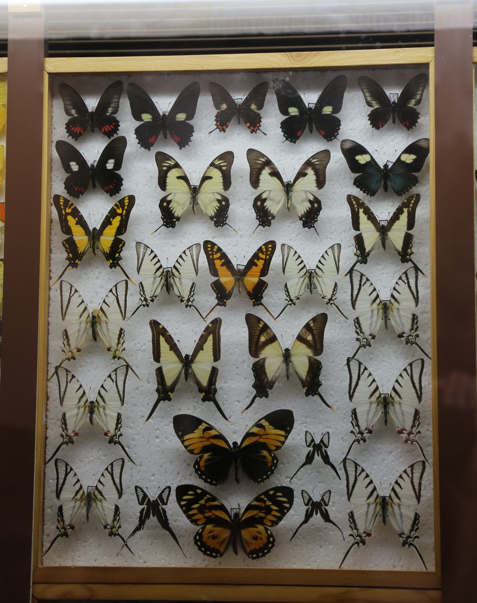 Эль рио выставка бабочек. Музей бабочек на ВДНХ. Выставка живых тропических бабочек. Экспозиция бабочек. Выставка бабочек на ВДНХ.