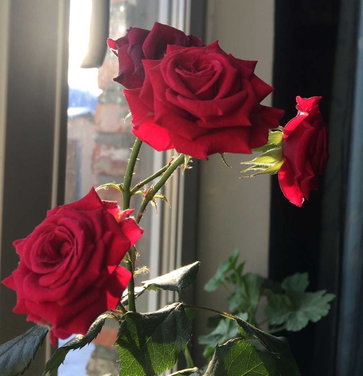 Дом розочка. Розы на подоконнике. Букет цветов на подоконнике. Розы в вазе на окне.