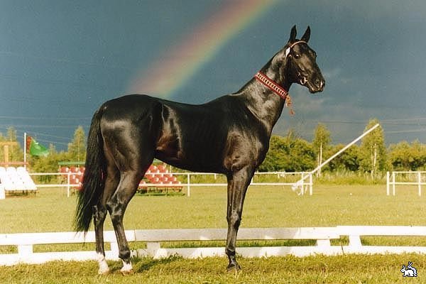 Ахалтекинская-лошадь-под-радугой.jpg