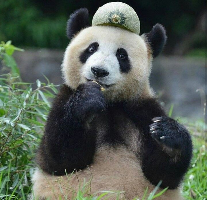 Милашка обожает панду