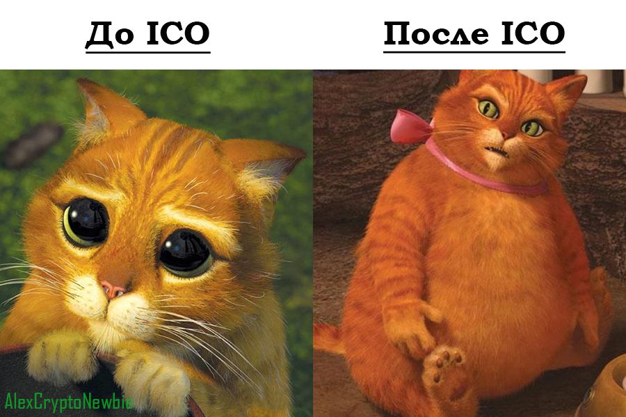 Bitcoin-котики до  после ICO