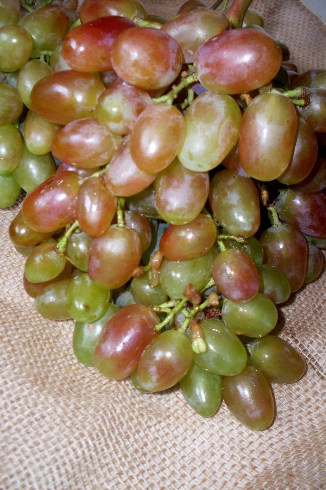 Преображение виноград фото и описание сорта