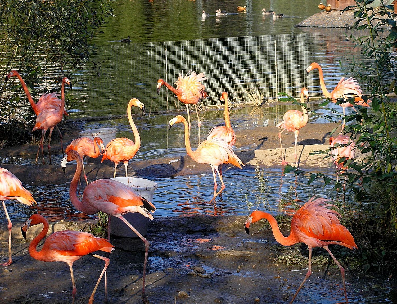 фламинго в московском зоопарке