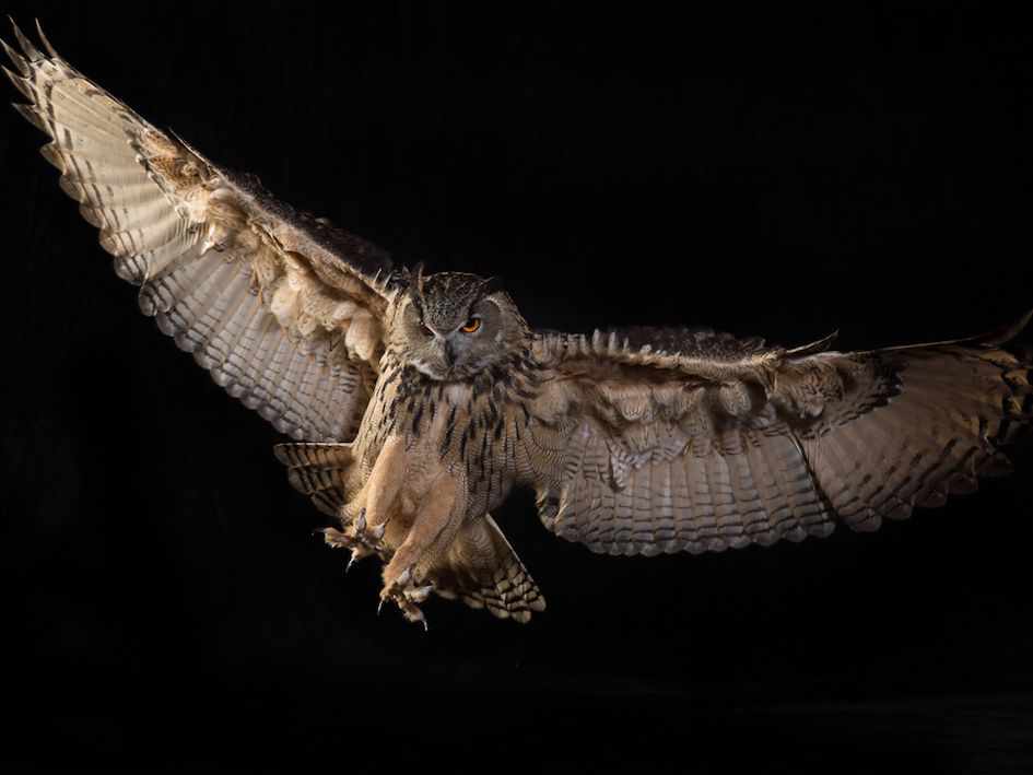 Euroasian-Eagle-Owl-JCMeyers.jpg