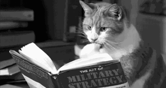 military-cat.gif