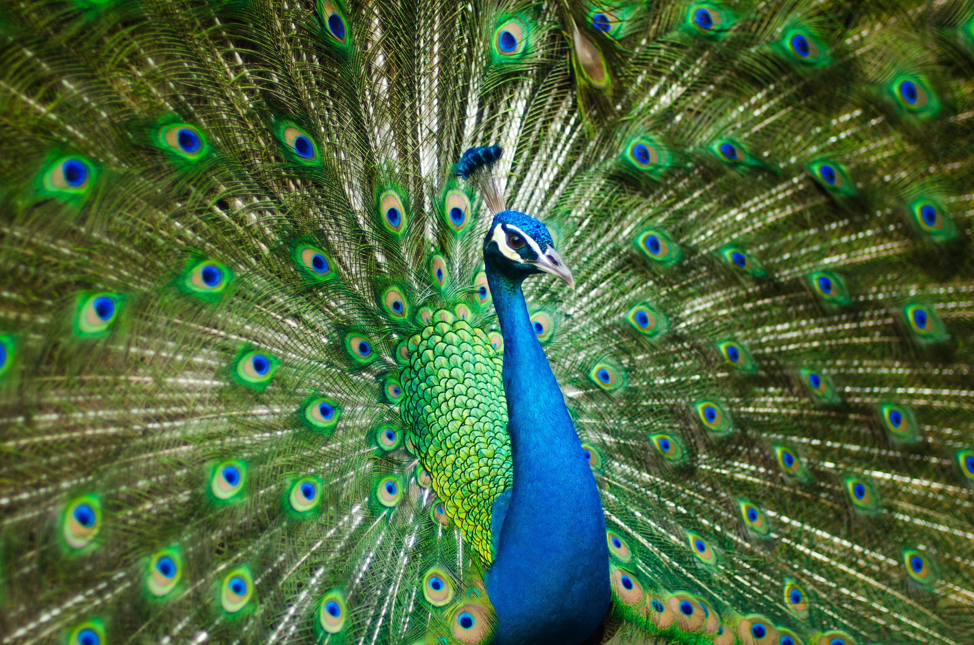 beautiful-male-peacock-2363750_1920.jpg