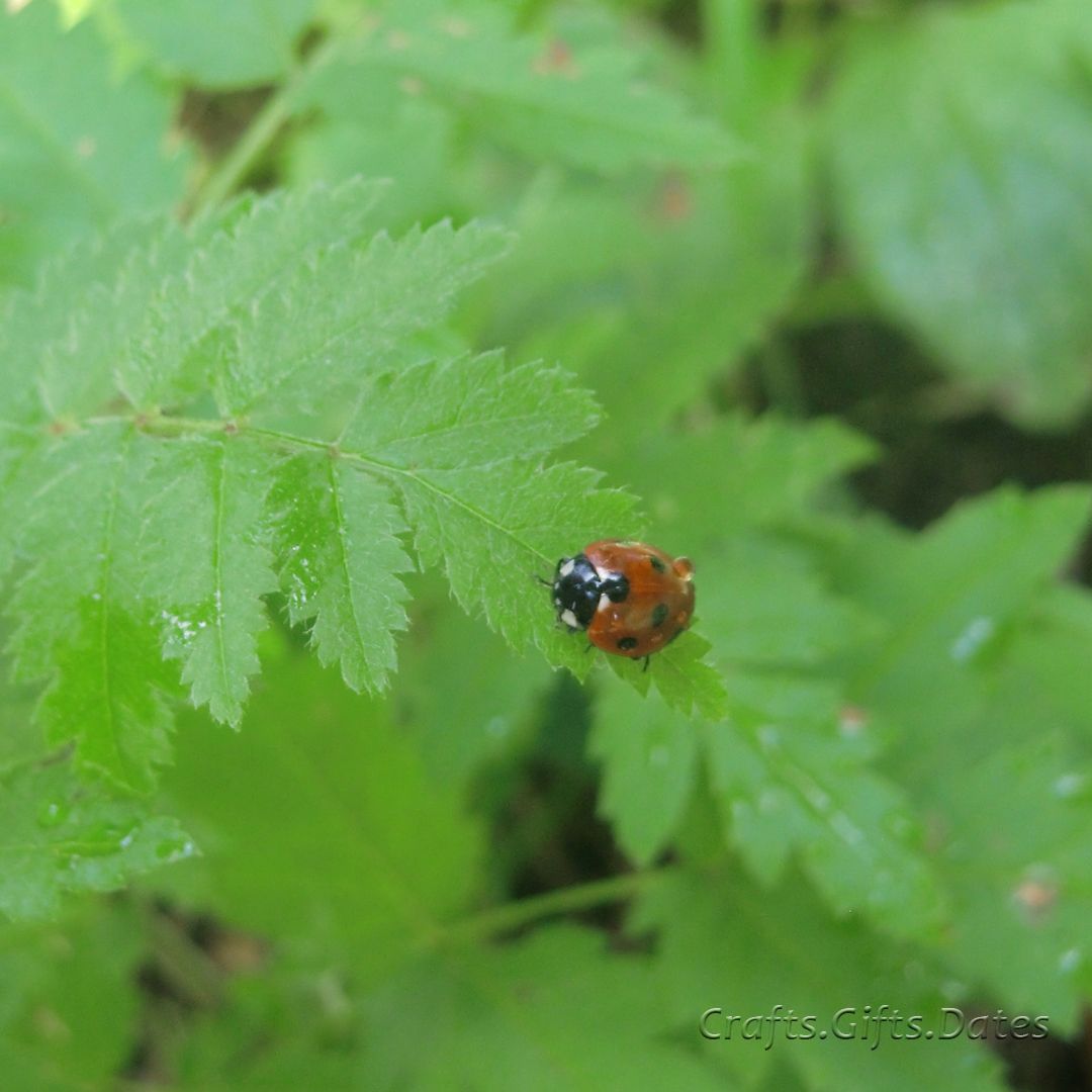 insta-ladybug.jpg