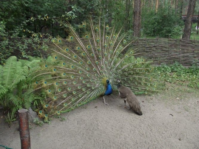 peacock1.JPG