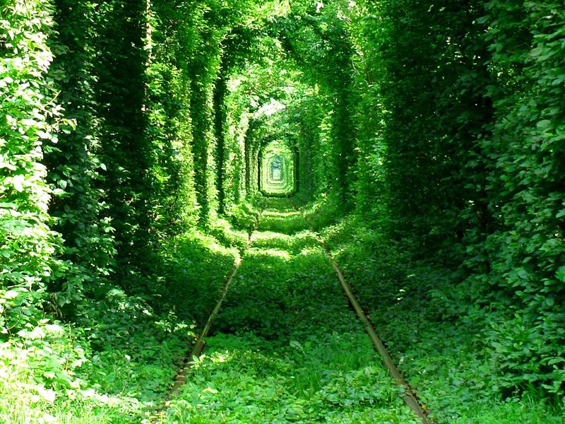 Зеленый тунель