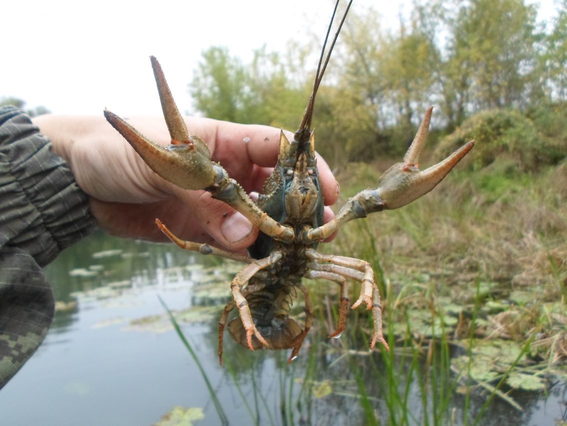 Где В Кургане Можно Купить Раков