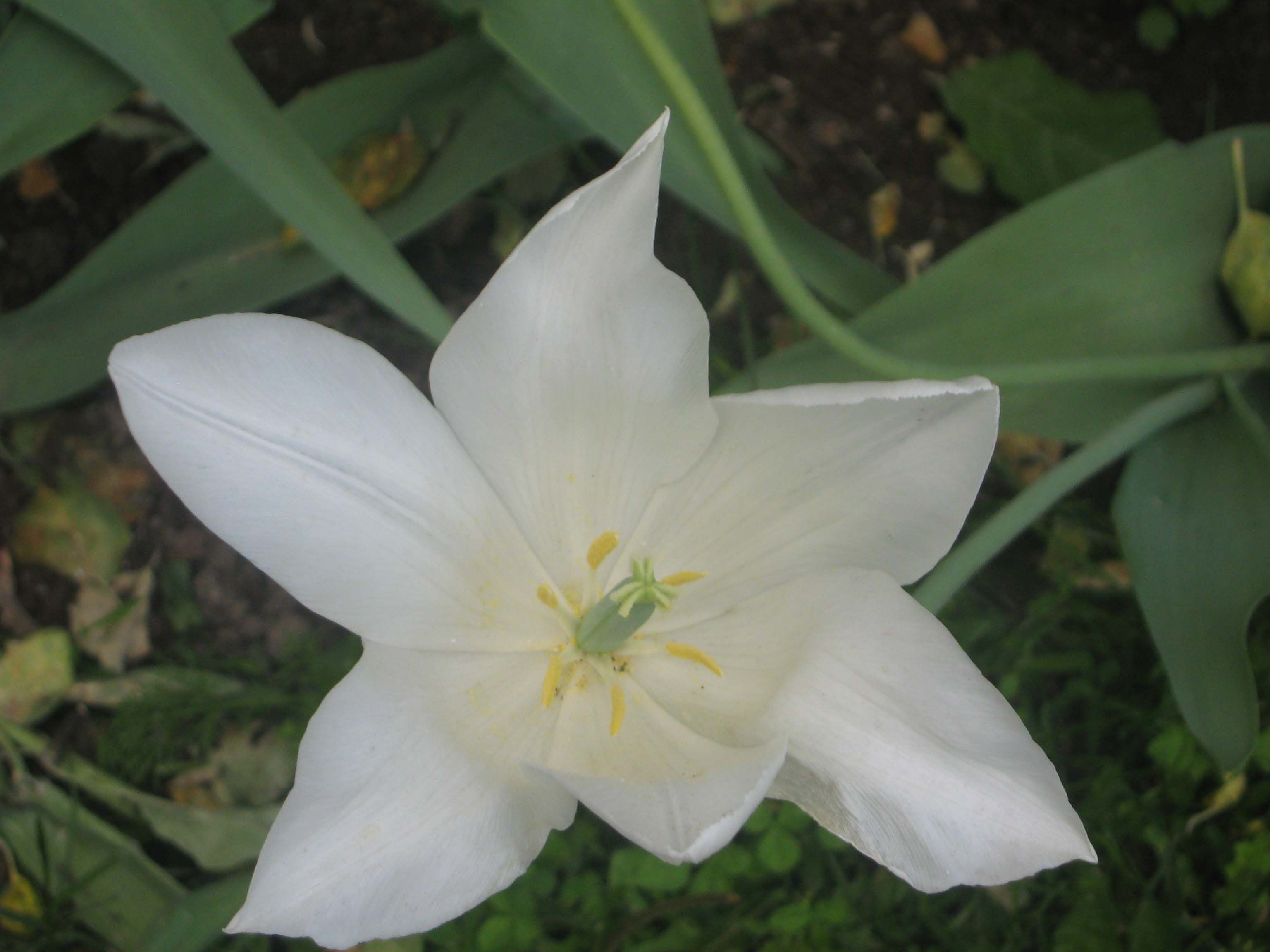 Белый тюльпан5.jpg