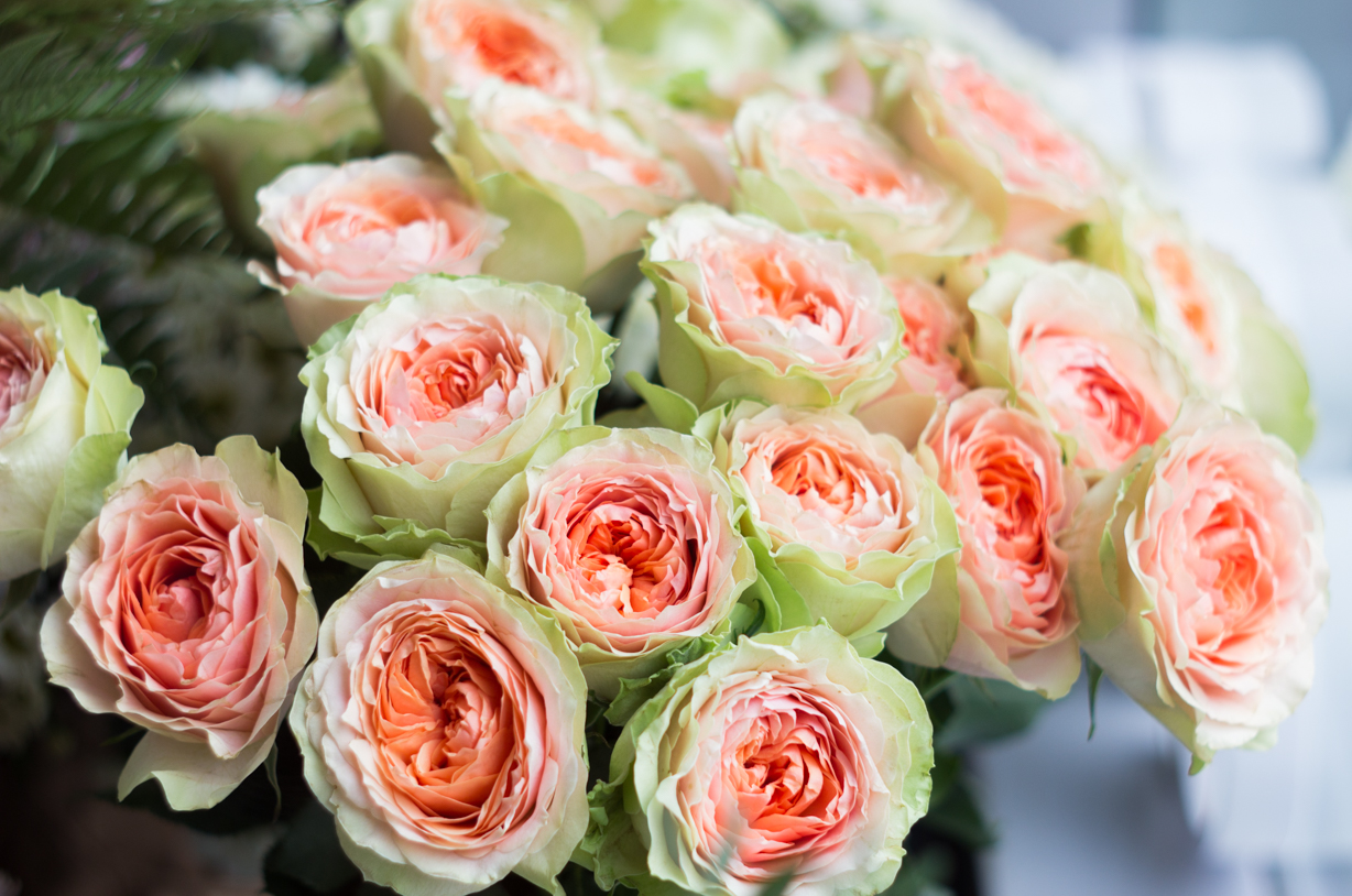 Фото пионовидные розы в хорошем качестве