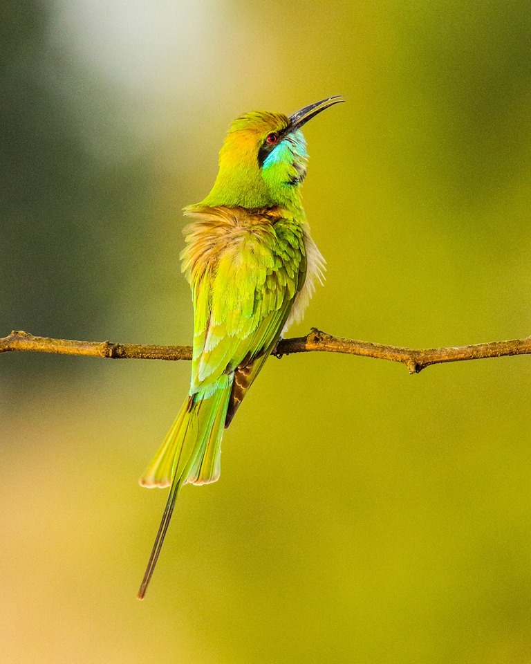 Green Bee-eater.jpg