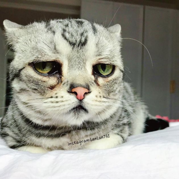 Самая грустная кошка на Земле8.jpg