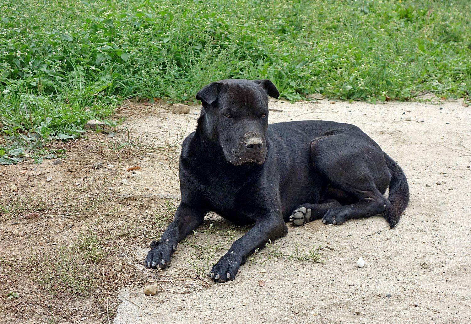Черная собака во сне к чему снится. Черная собака на улице. Чёрный пёс во дворе. Собака черная большая телохранитель. Кость для собаки черная.