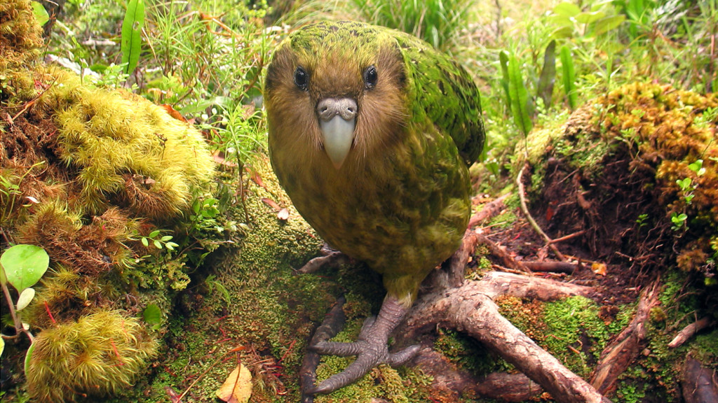 20151230_nature_kakapo_misfits_-1024x576.jpg
