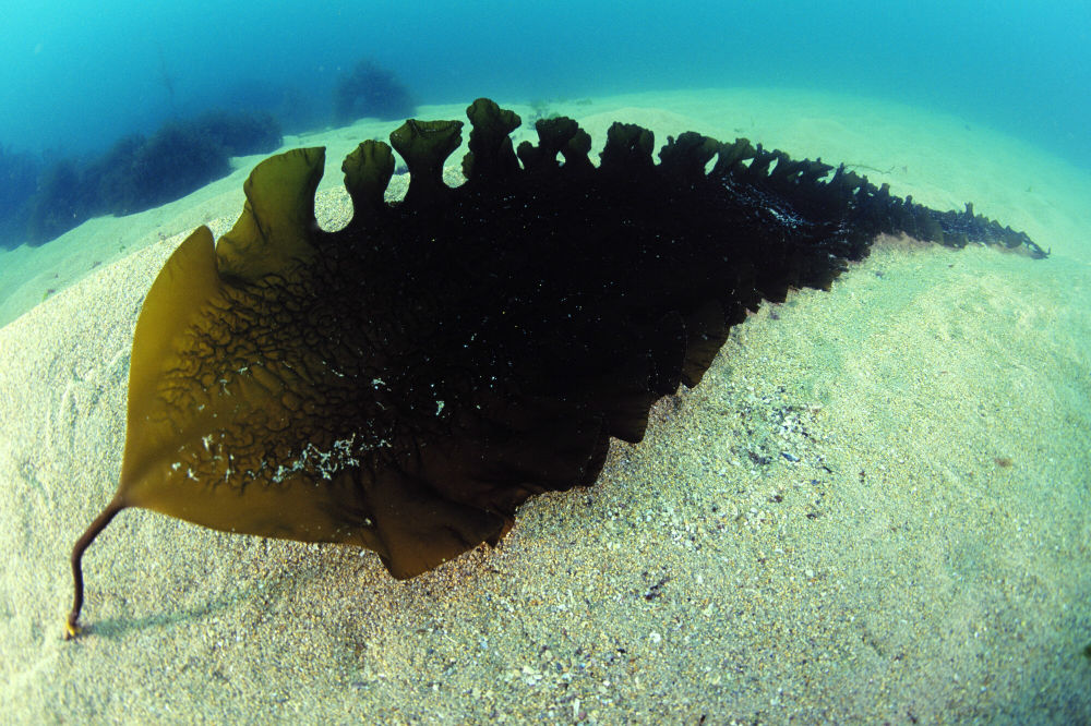 Как выглядит морской. Laminaria saccharina. Ламинария saccharina. Saccharina Latissima. Ламинария сахаристая (Laminaria saccharina).