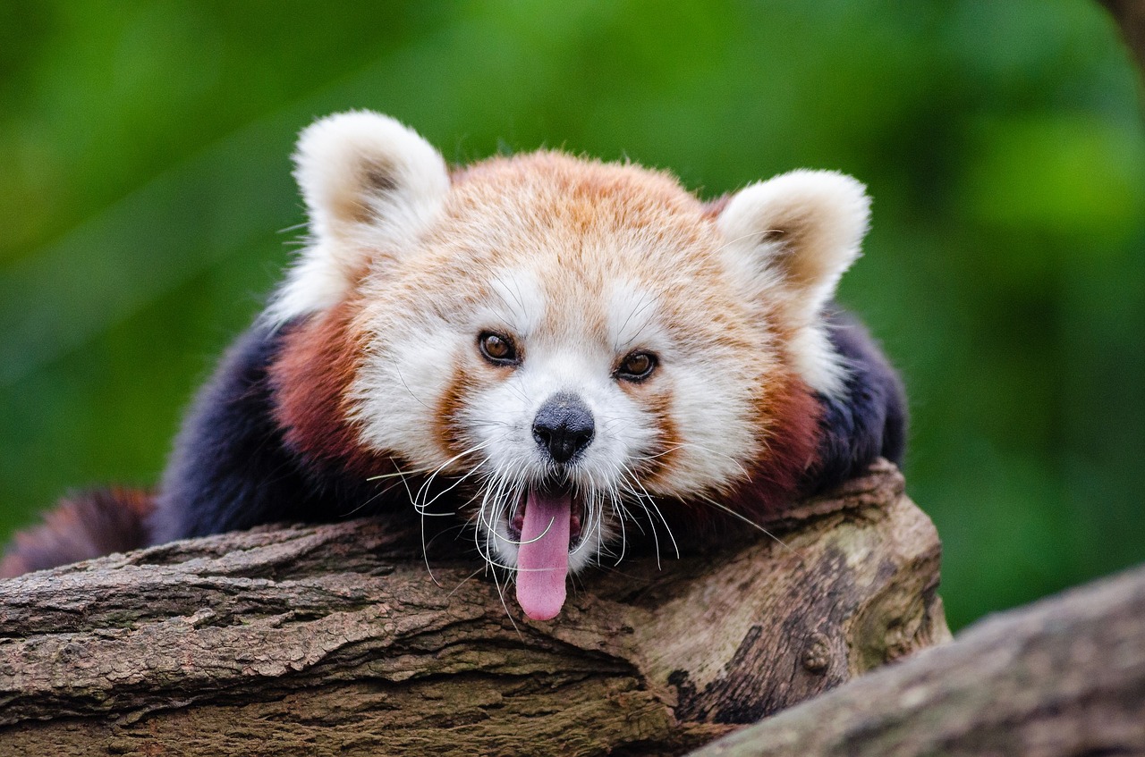 red-panda-1194506_1280.jpg
