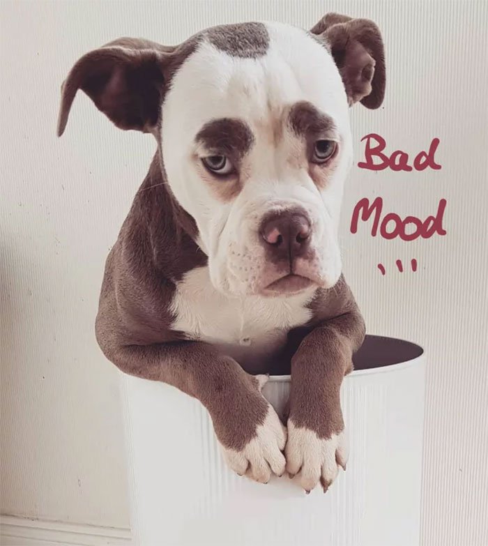 Самая грустная собака в мирефф.jpg