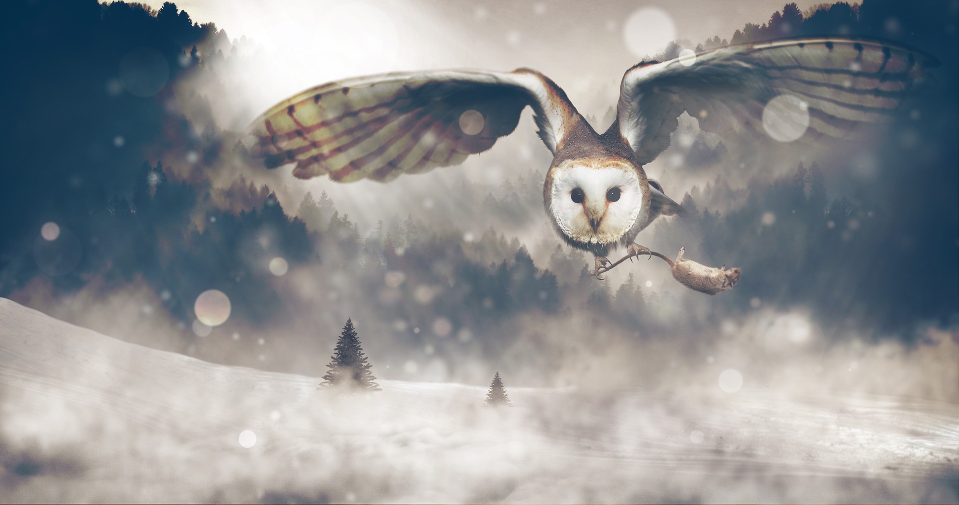 owl-1829586_1920.jpg