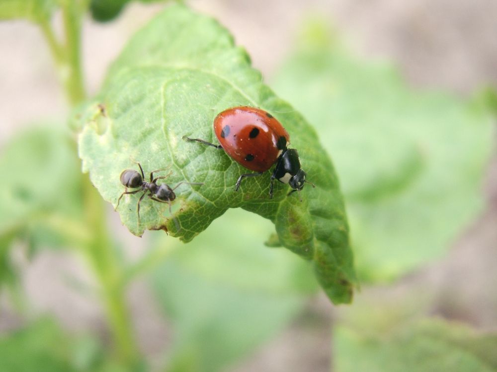 1195570-ant-and-a-ladybird.jpg