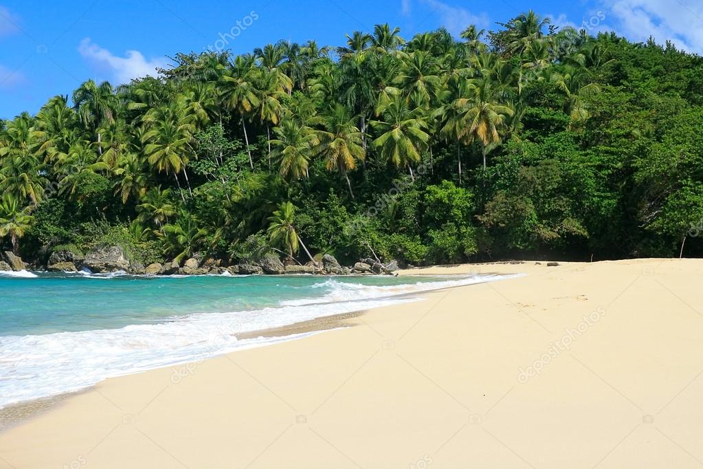 depositphotos_1354217-stock-photo-palm-jungle-on-beach.jpg