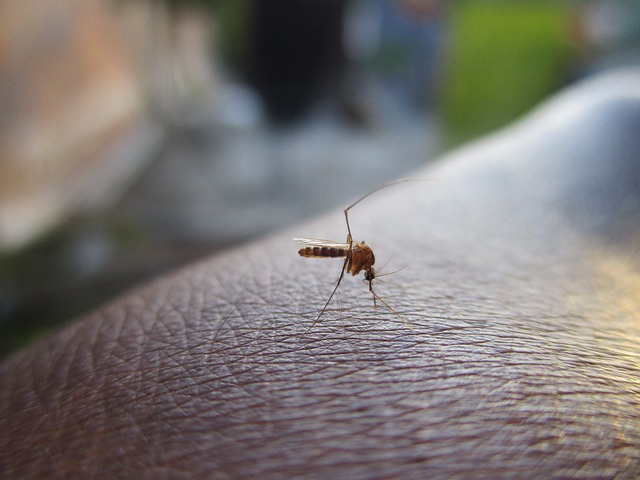 mosquito-2566773_640.jpg