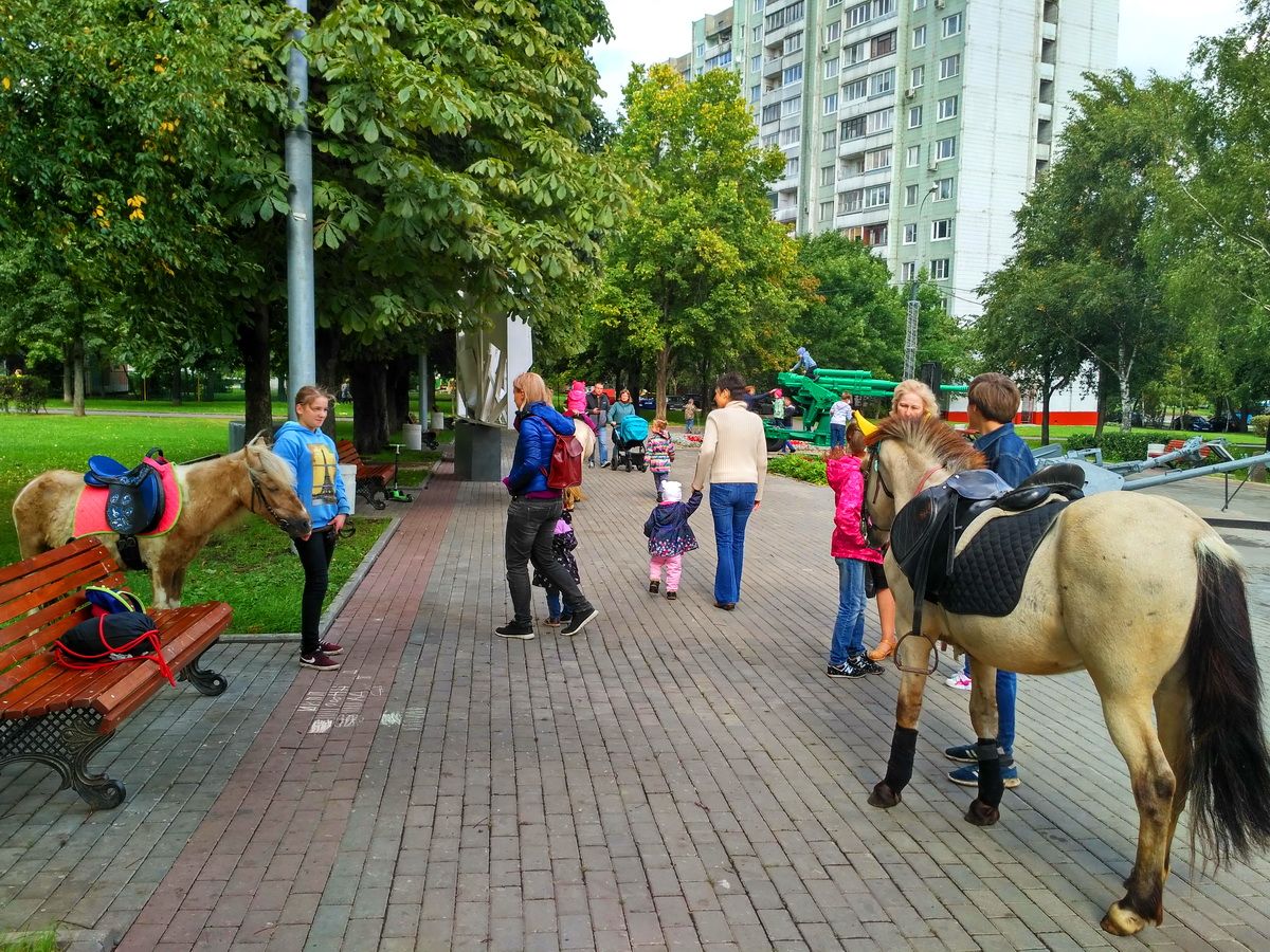 Мал бай. Лошадь в парке. Лошадка в парке. Катание на лошадях в городе. Катание на лошади в парке.