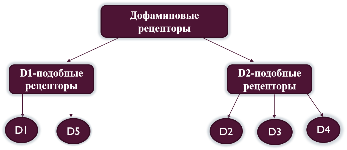 Д2 рецепторы дофамина. Дофаминовые д2 рецепторы локализация. Дофаминовые d2-рецепторы локализация. Д2 рецепторы локализация. И тому подобное в результате