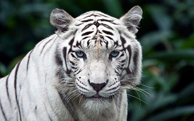 belyj-bengalskij-tigr.jpg